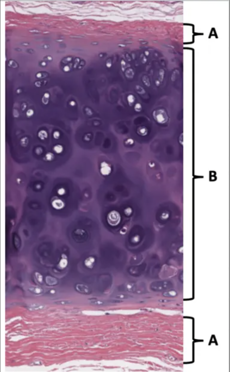 Name the tissue at A: