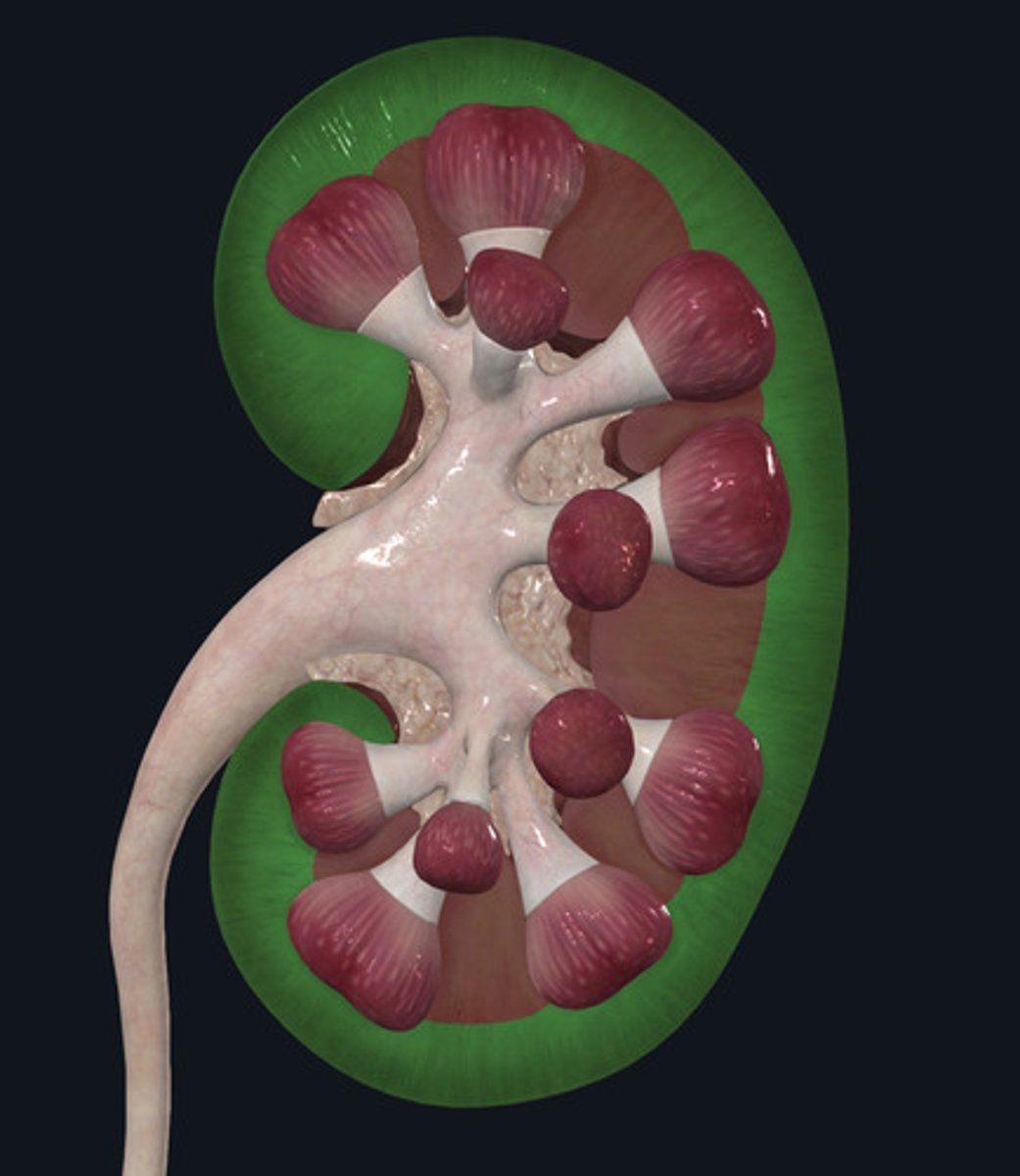 <p>ID Structure Highlighted Green</p>