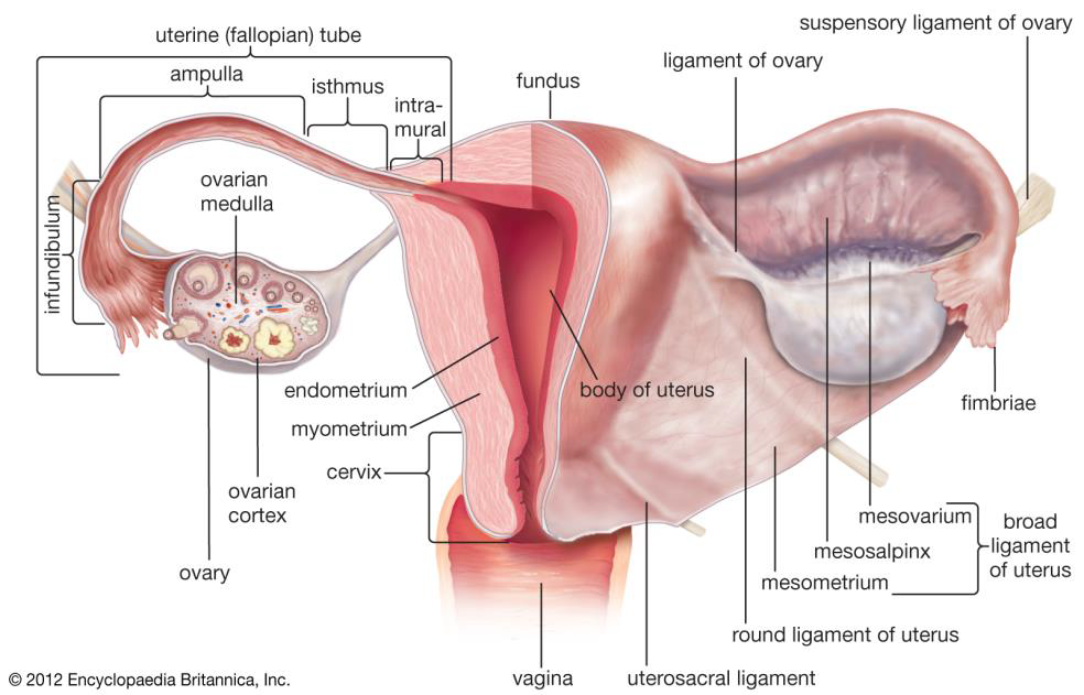 <p>A tuba uterina tölcsérszerűen tágult hasűri végének peremén fimbriák láthatók. Az infundibulum ampullává, majd isthmusszá szűkül, végül átfúrja a méhfalat. A fimbriák csapkodása, a hám csillói és a tuba simaizomzatának perisztaltikus mozgása hajtja a petesejtet a méh ürege felé.</p>