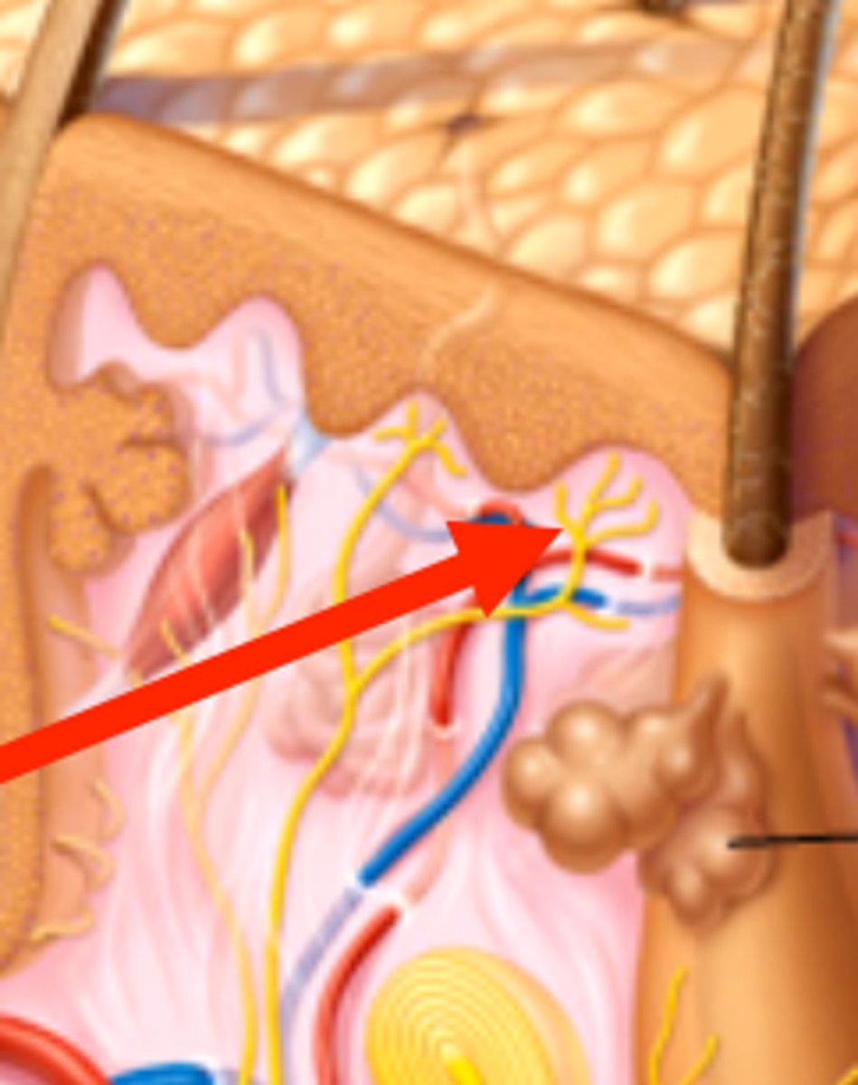 <p>free nerve endings just below the skin that help detect cutaneous pain, somatic pain, &amp; visceral pain<br>- <b>SPECIALIZED</b> for heat, chemicals, severe pressure, cold<br>^ that's why sometimes something thats really cold can feel like its "burning"</p>