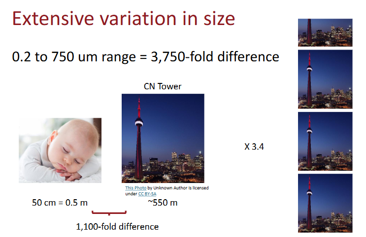 <p>smallest is 0.2 to largest 750 <span>µm</span></p><ul><li><p>that’s a 3,750-fold difference </p></li><li><p>comparing average length of baby equivalent to 3.4 CN towers</p></li><li><p>this is the variation when it comes to bacteria in terms of cell size </p></li></ul><p></p>