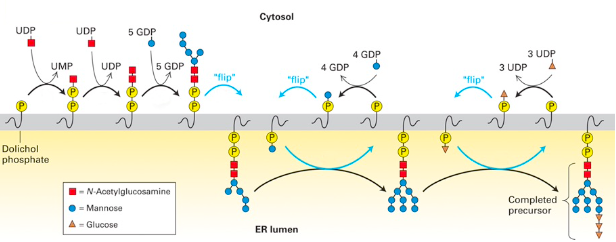 <p>★ GlcNAc (<span data-name="red_square" data-type="emoji">🟥</span>) is charged aka bound to UDP. An enzyme transfers <span data-name="red_square" data-type="emoji">🟥</span> w/ a phosphate onto phosphorylated dolichol. </p><p>★ 2 GlcNAc residues & 5 mannose residues flip from cytosolic face to lumenal ER (using a transporter) since enzymes that continue to add sugars are there.</p><p>★ Mannose will be attached to dolichol in cytosol, which will flip inside to be added to precursor (x4). The same happens w/ 3 glucose molecules</p><p>☆ Sugar attachment to dolichol is mediated by nucleotides : UDP- GlcNAc, UDP-glucose, GDP-mannose</p><p>☆ Blocking N-linked glycosylation in ER can induce <strong><u>UPR</u></strong> (quality control will not deem protein properly folded if its not glycosylated) → <strong><span style="color: red">tunicamycin</span></strong> blocks attachment of 1st GlcNAc residue to phosphorylated dolichol, which causes the rest of the process to stop</p>