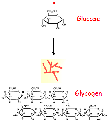 <p>glycogen</p>