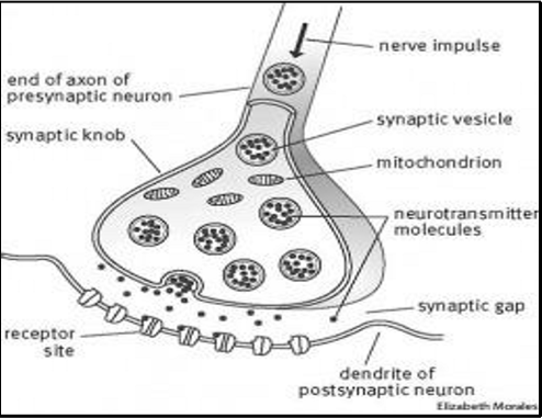 <ul><li><p>growth factors that stimulate proliferation of local cells e.g. the effect of oestrogen on the developing ovarian follicle</p></li><li><p>nerve cell releases neurotransmitter into the synapse stimulating the target cell</p><ul><li><p>muscle cells stimulated to contract by neural innervation</p></li><li><p>synapses connect nerve cells throughout the nervous system</p></li></ul></li></ul><p></p>