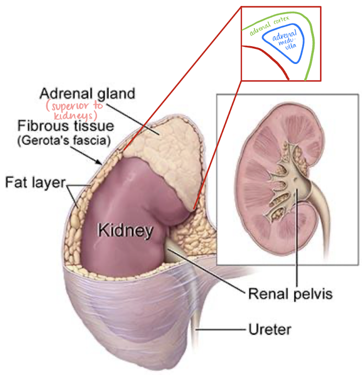 <ul><li><p>has 3 zones that produce steroids called <mark data-color="yellow" style="background-color: yellow; color: inherit;">corticoids</mark></p><ul><li><p><u>aldosterone</u></p></li><li><p><u>cortisol</u></p></li><li><p><u>sex hormones </u></p></li></ul></li></ul><p></p>