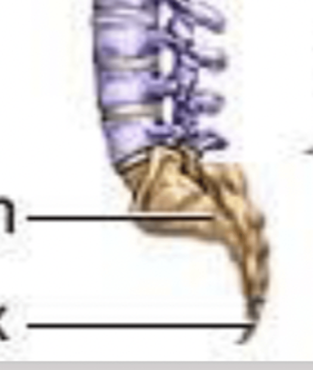 <p>sacrum</p><p>and</p><p>coccyx</p>