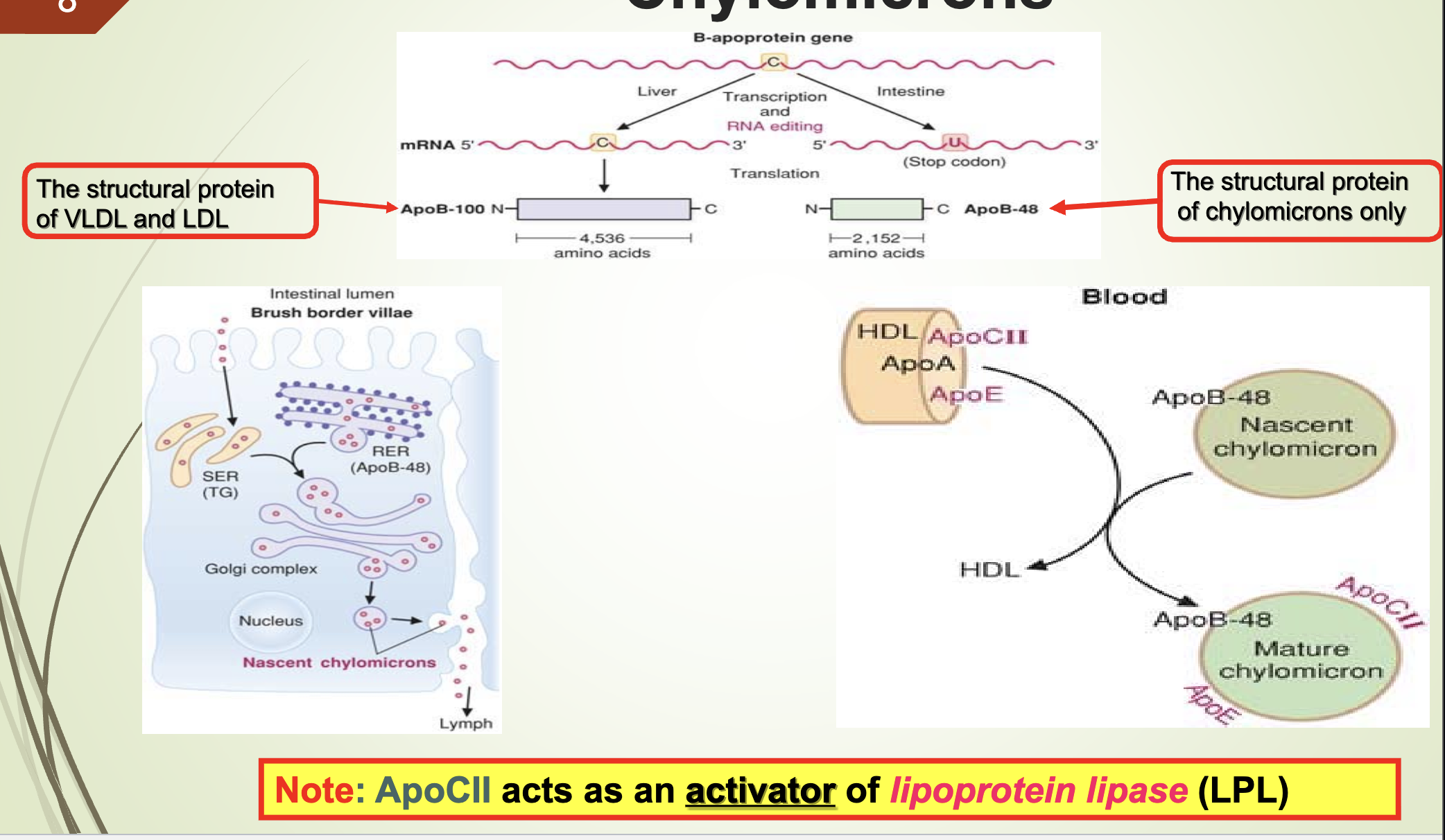 <ul><li><p><span>Apo CII </span><strong><span>activates</span></strong><span> lipoprotein lipase (LPL).</span></p></li><li><p><span>Structural protein of VLDL &amp; LDL: Apo B‑100</span></p></li><li><p><span>Structural protein of chylomicrons: Apo B‑48</span></p></li></ul><p></p>