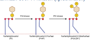 <p>PI-kinasen (lipidenkinasen)</p>