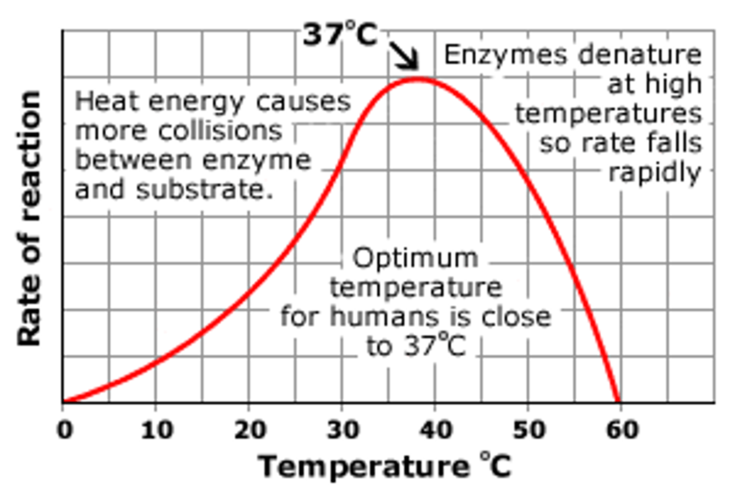 <p>1. if body temperature is too high, hydrogen bonds in tertiary structure of enzymes break, so enzymes denature. Shape of the active site changes shape so no longer complementary so less enzyme substrate complexes can form so slower rate of metabolic reactions</p><p>2. if body temperature is too low, not enough kinetic energy so fewer enzyme substrate complexes can form. This will mean slower rate of metabolic reactions.</p><p>3. optimum temp is around 37 °C in humans.</p>