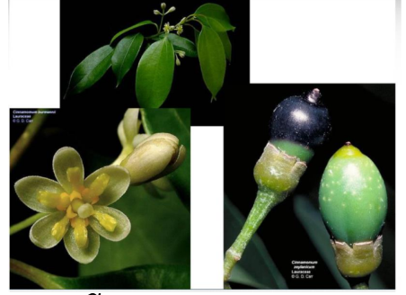 <ul><li><p>monoecious species, with <span style="color: green">hermaphrodite flowers,</span> greenish white</p></li><li><p><span style="color: green">white to yellow</span> are glabrous or downy and<span style="color: green"> pale to yellowish brown.</span> </p></li><li><p>The perianth is glabrous or puberulent outside and densely pubescent inside.</p></li><li><p>The<span style="color: yellow"> purplish-black fruit is an ovate</span>, ellipsoidal or subglobose drupe.</p></li></ul>