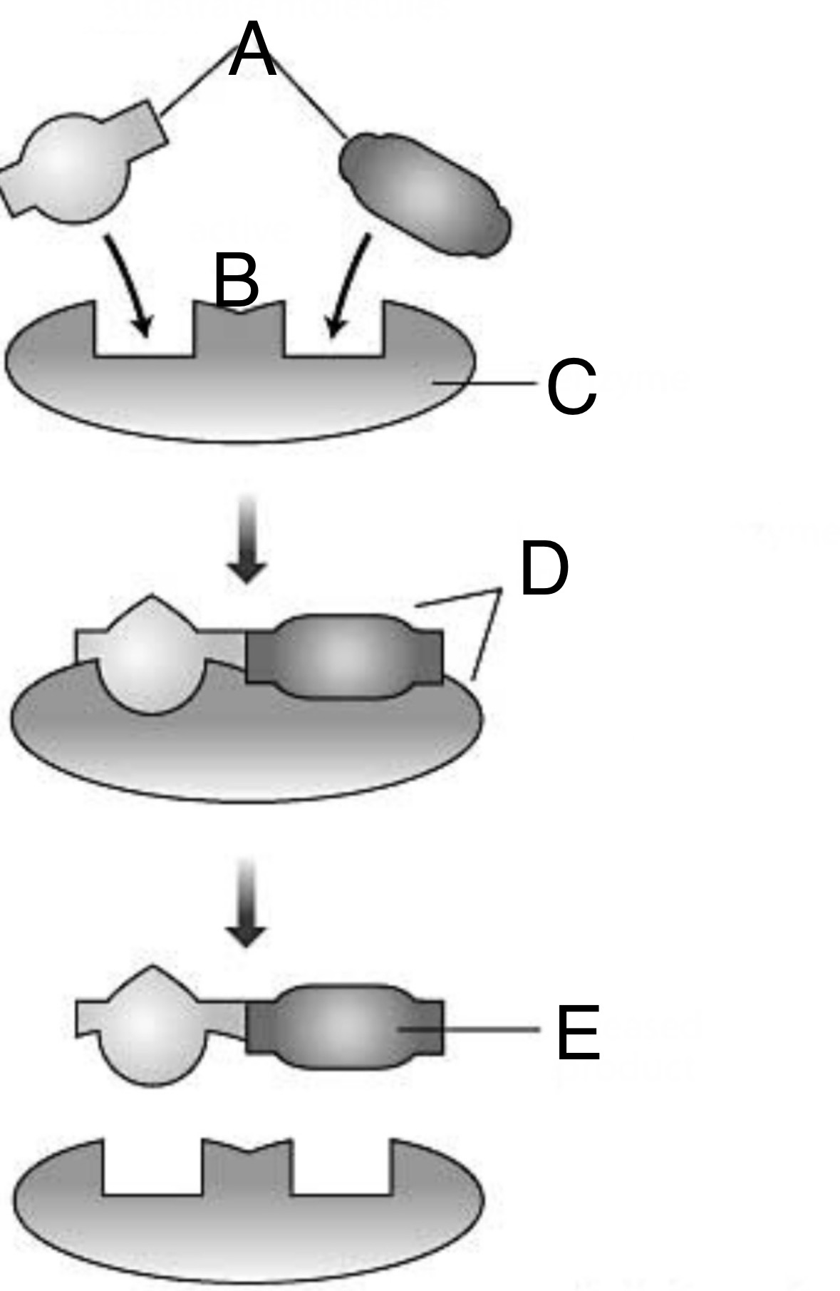 <p>Identify E in the picture</p>