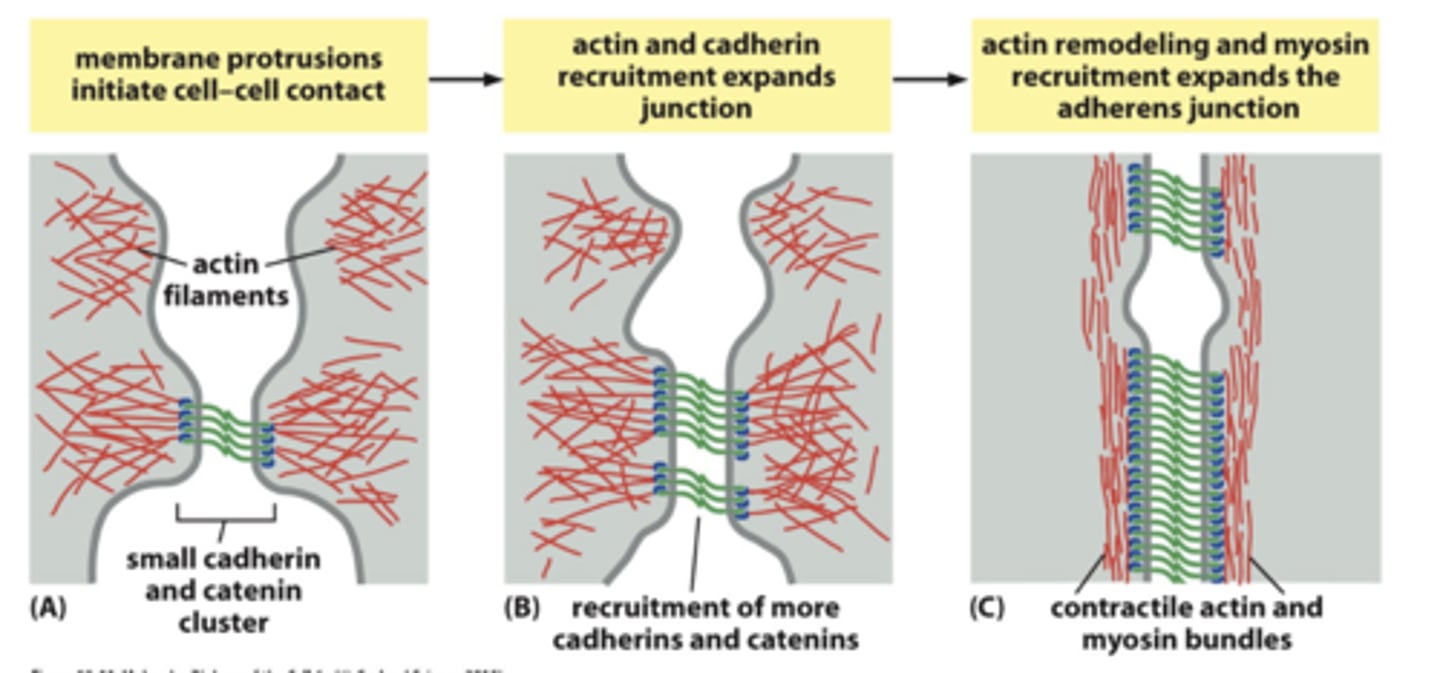 <p>1. pulling forces important for junctionassembly and maintenance</p><p>2. site for mechanotransduction</p>