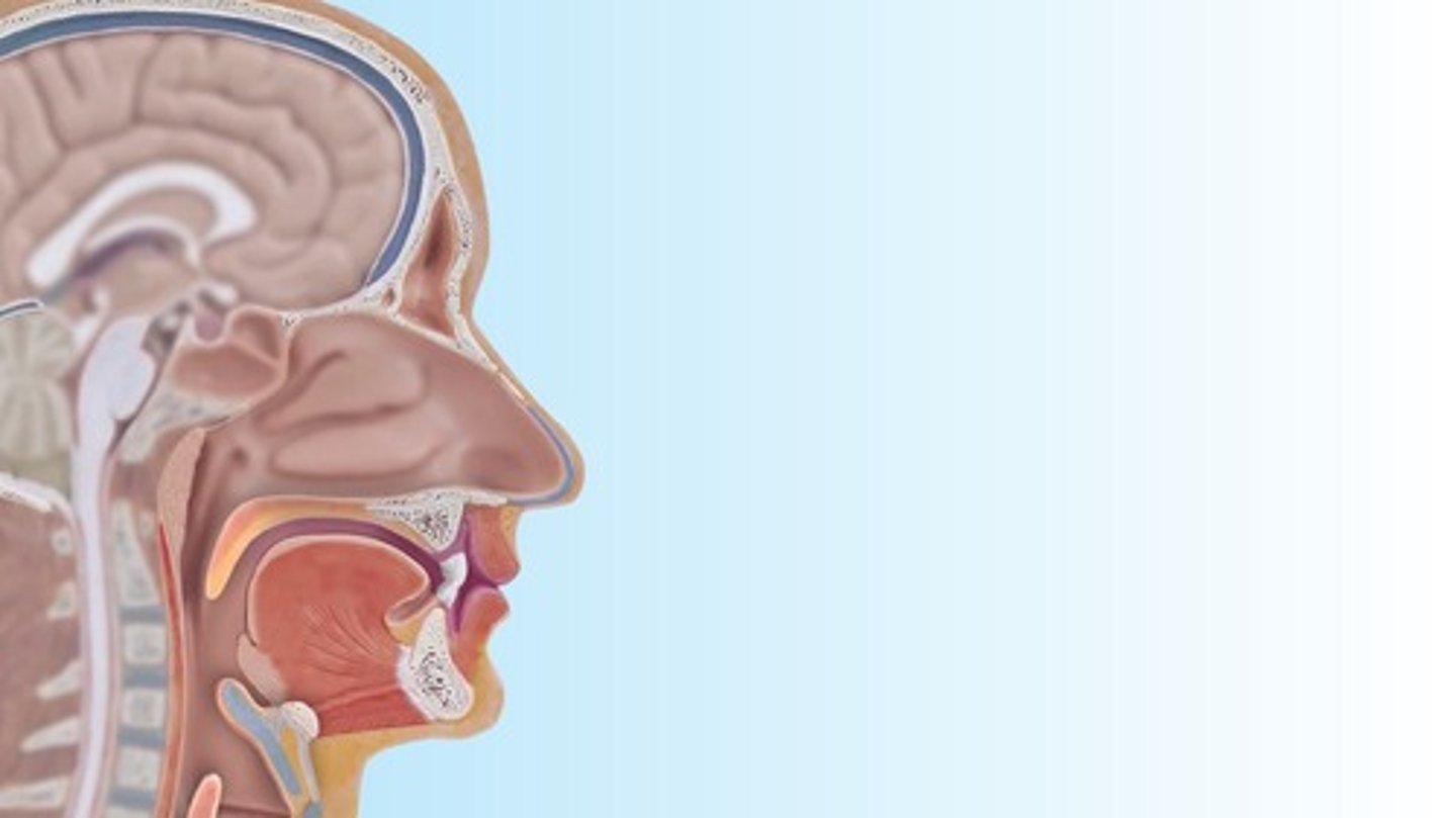 <p>Cortical centers in both hemispheres and a 'swallowing center' in the brainstem.</p>