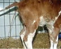 <p>What is this parasite</p>