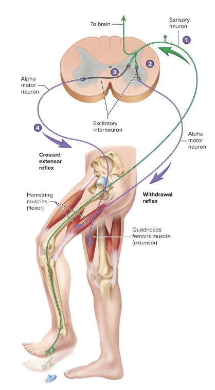 when a withdrawal reflex is initiated in one lower limb, the crossed extensor reflex causes extension of opposite lower limb