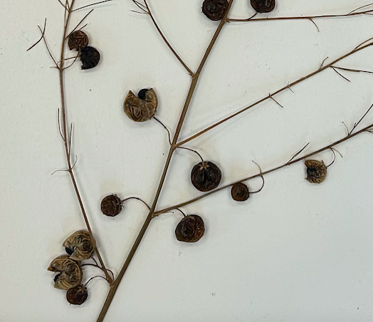 <p>Asparagales</p><p>Asparagaceae</p>