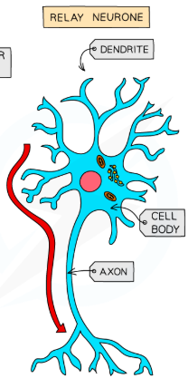 <p>What are relay neurons?</p>