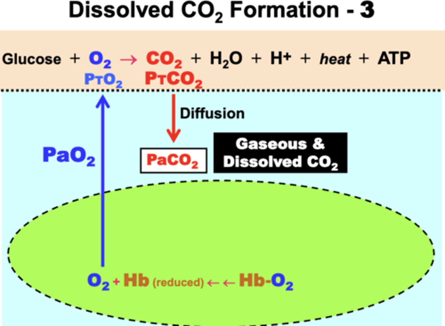<p>1. CO2 diffuses down its PCO2 gradient from tissue (PTCO2 ) into plasma (PaCO2)</p><p>2. some is solubilized into dissolved CO2 as a result of the elevated gaseous pressure (PaCO2)</p>