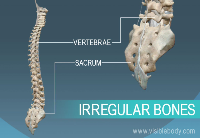 <p>-Vertebrae, sacrum, coccyx, ear bones</p>