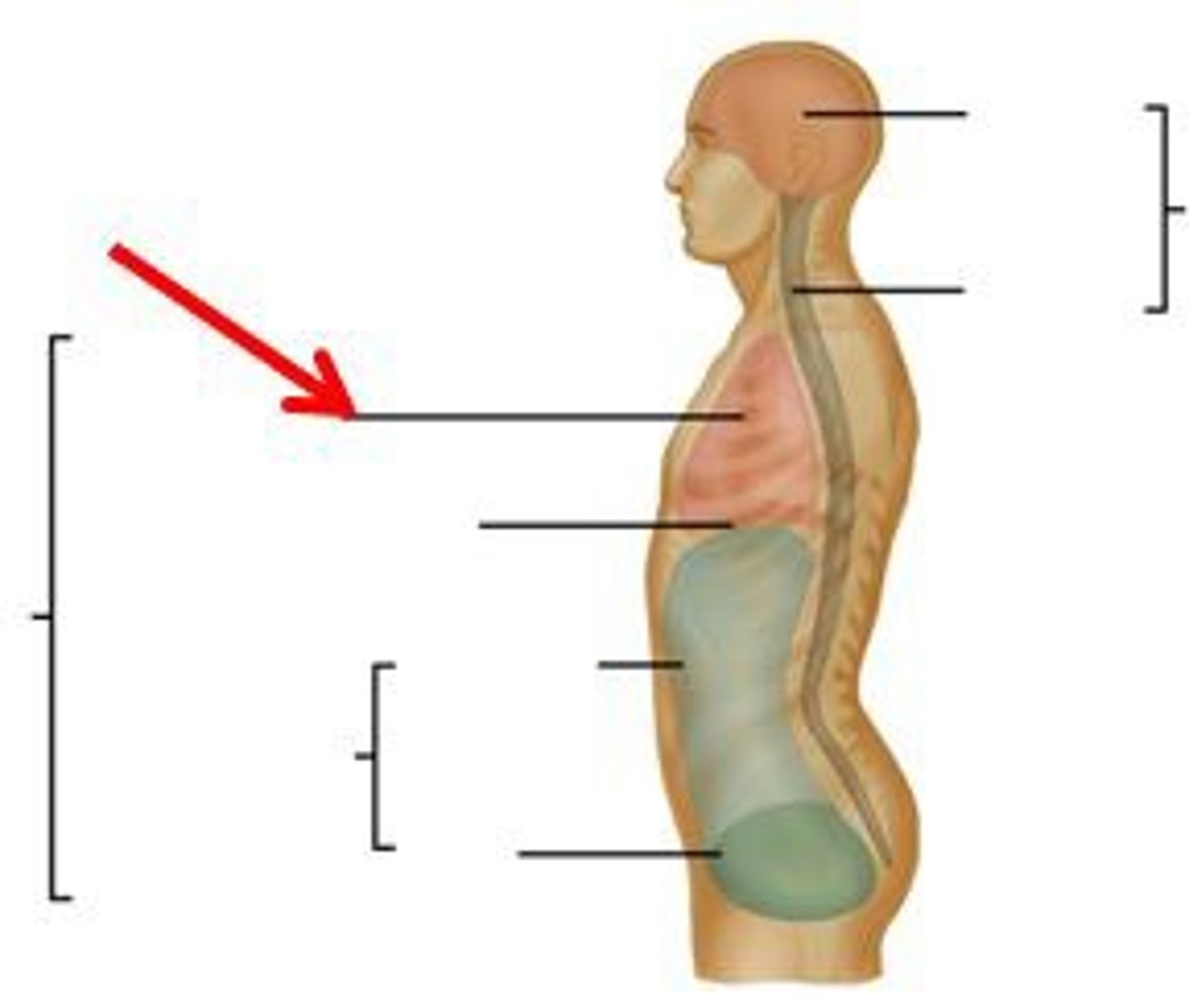 <p>Location:</p><p>Thorax</p><p>Description:</p><p>Cavity of the chest</p><p>Bounded by sternum, ribs and costal cartilages, intercostal muscles, thoracic vertebrae, and diaphragm</p><p>Three subdivisions: a central mediastinum (contains heart and thoracic parts of great vessels, trachea, esophagus, and thymus) and bilateral pulmonary cavities (contains lungs and plurae)</p>