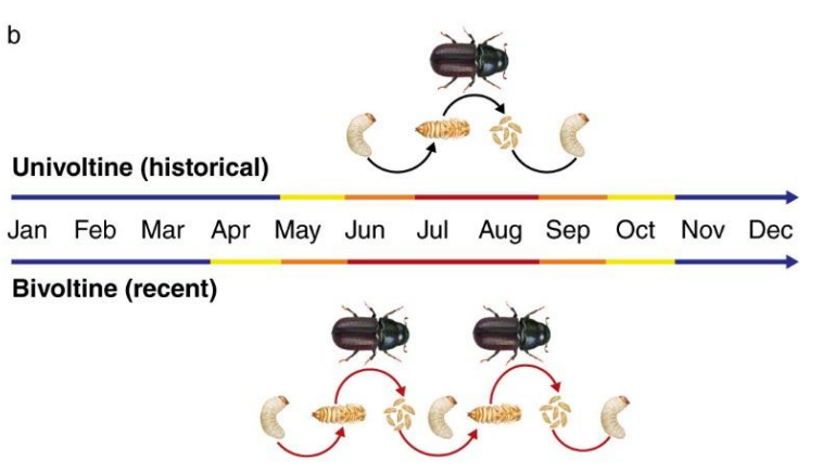 <p>Describe some of diapause’s environmental effectors:</p><p></p><p>Give examples of ecological/trophic mis-matches and ways in which organisms can be affected by warming indirectly</p><p></p><p>Describe the impact that warming has had on bark beetle populations</p>