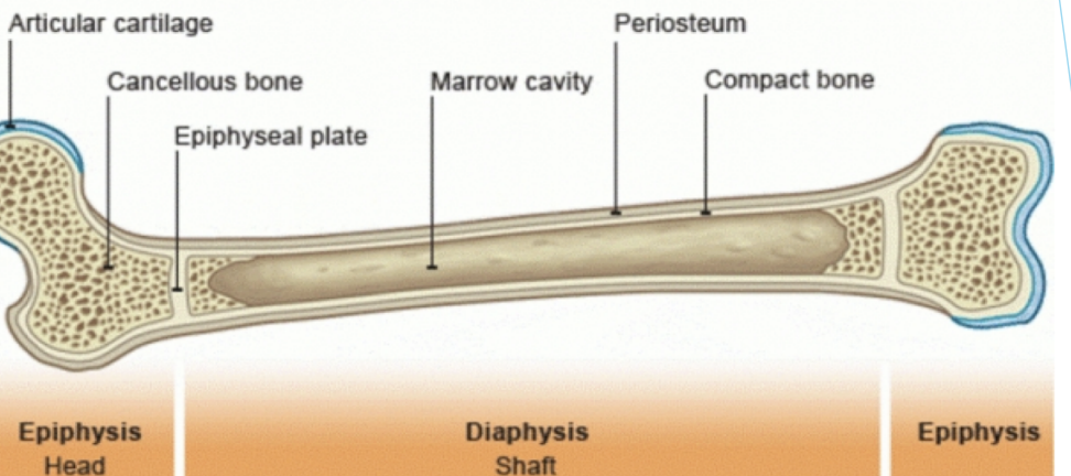 <p>Bone structue</p>