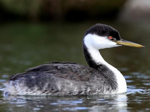 <p>Western Grebe</p>