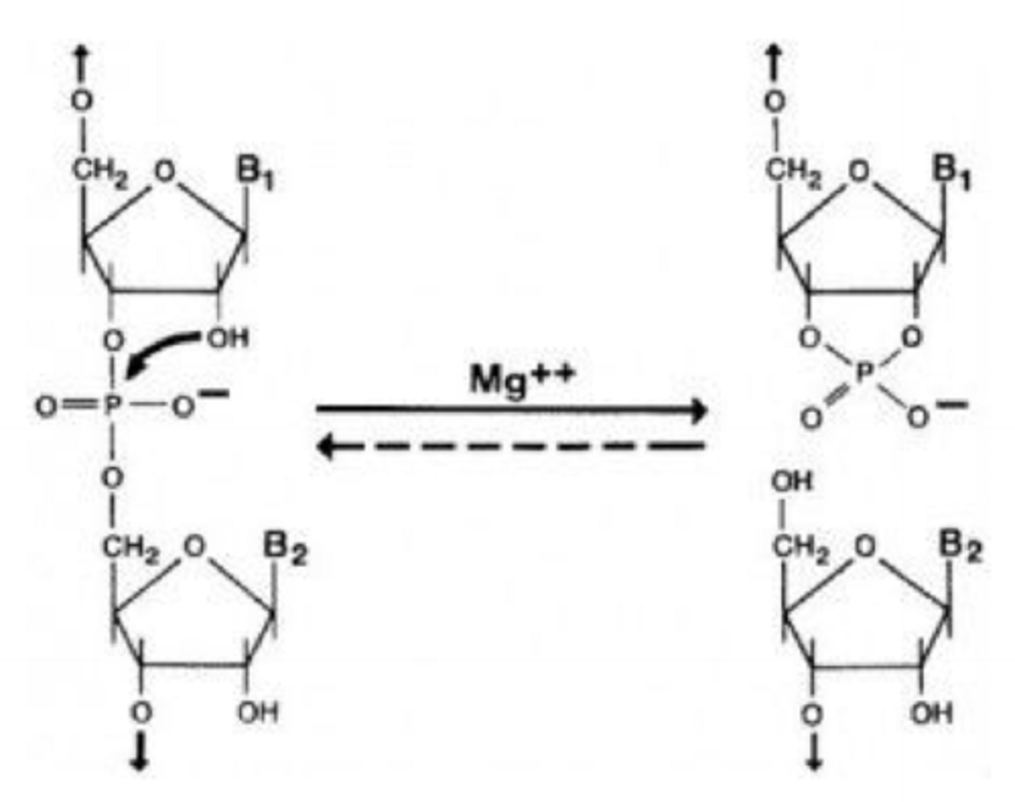 <p>Kulhydratmolekylet i RNA er ribose, der indeholder en ekstra hydroxygruppe (-OH) i forhold til DNA-molekylernes deoxyribose. Den ekstra hydroxygruppe betyder, at RNA-molekyler er mere ustabile end DNA, idet 2'-OH-gruppen kan angribe 3'-5'-fosfodiesterbindingen i nukleotidstrengen og føre til brud på RNA-strengen</p>