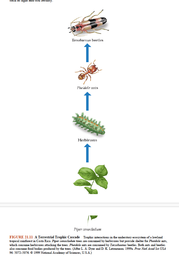 <p>Figure 21.11- <em>Dyer and Letourne </em>Terrestrial Trophic Cascade</p>