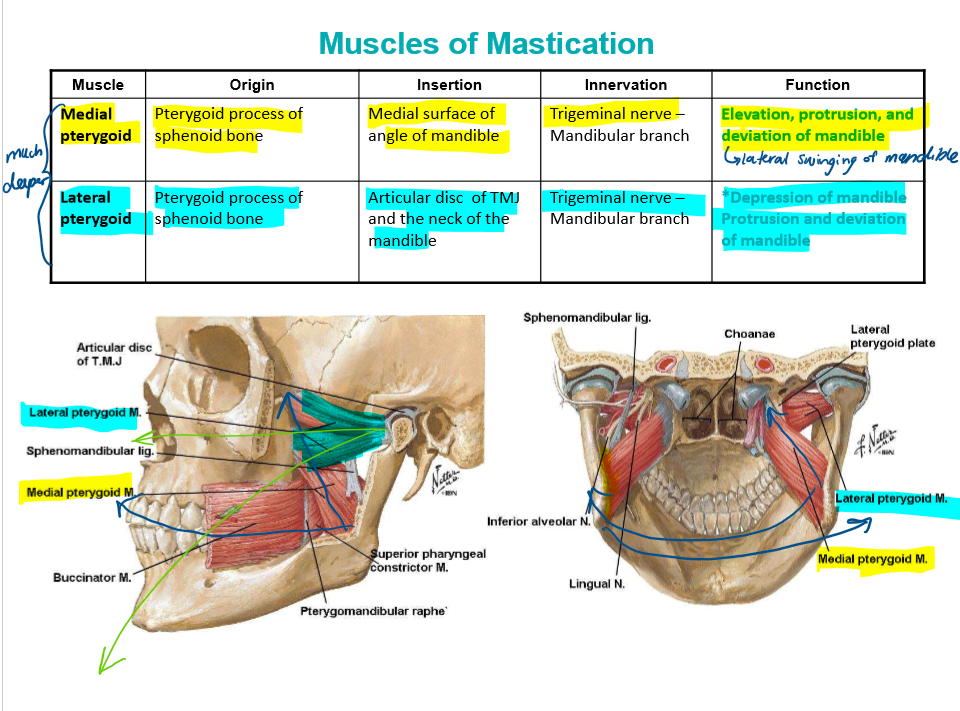 knowt flashcard image