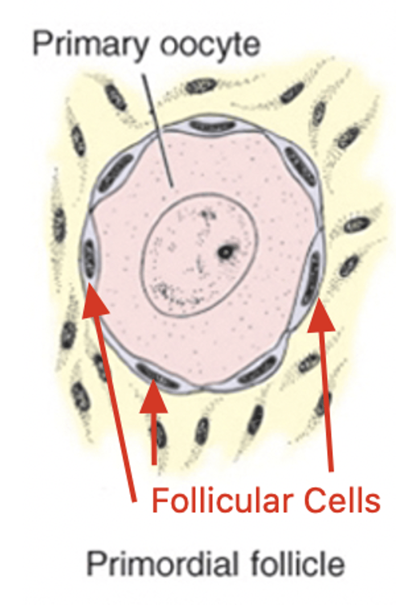 <p>primary oocyte surrounded by a single, flat layer of cells</p>