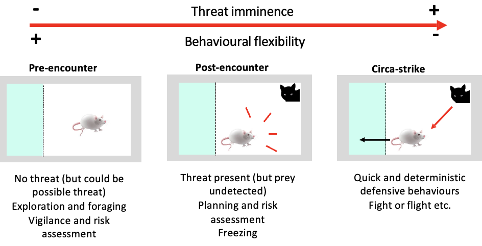<p>the TIF attempts to provide a neural network that describes how the brain dynamically responds to threats varying in imminence </p>