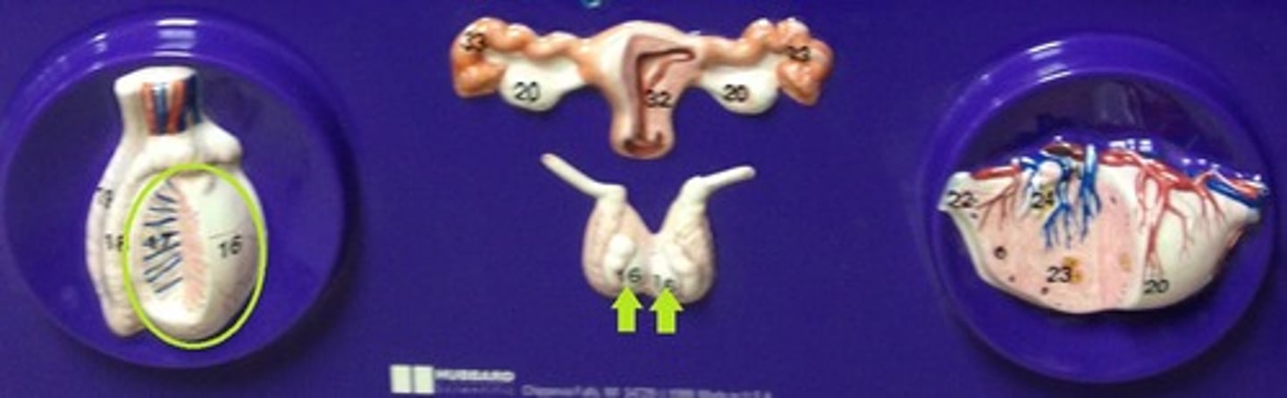 <p>Identify the glands (plural).</p>