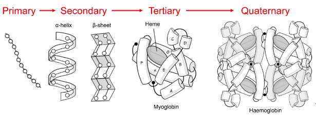 <ul><li><p>the right-handed a-helix conformation</p></li><li><p>haemoglobin is a hetro-tetrameter</p></li><li><p>all of haemoglobin’s subunits are very similar to myoglobin, which is formed from 8 right-handed a-helices surrounding an iron-containing heme</p></li></ul><p></p>