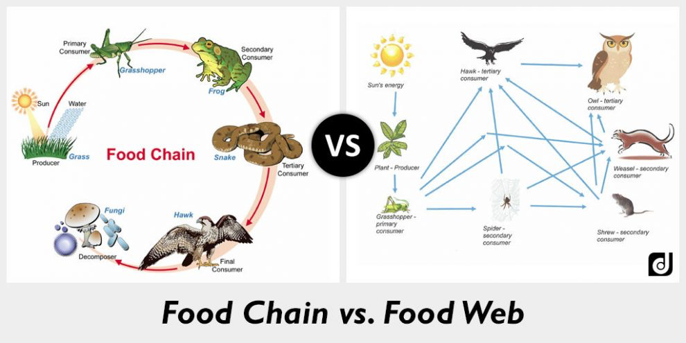 These two diagrams compare food chains and food webs