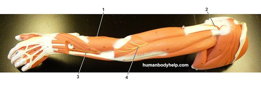 <p>What nerve is labeled by #2?</p>