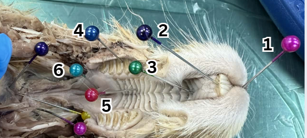 <p>What is 3 (general term)</p>