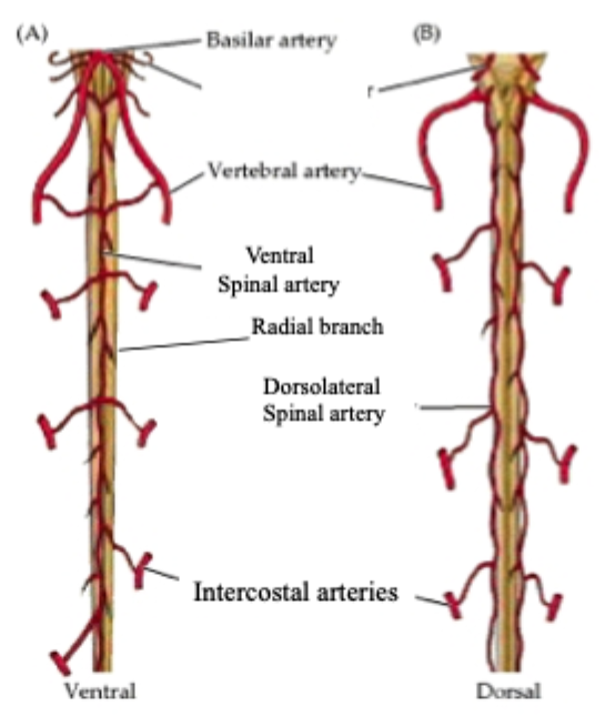 <p>1) The<strong> ventral spinal artery</strong></p><ul><li><p>Follows ventral surface of cord</p></li></ul><p>2) Paired <strong>dorsolateral spinal arteries</strong></p><ul><li><p>Along base of dorsal roots of spinal nerves&nbsp;</p></li></ul><p></p>