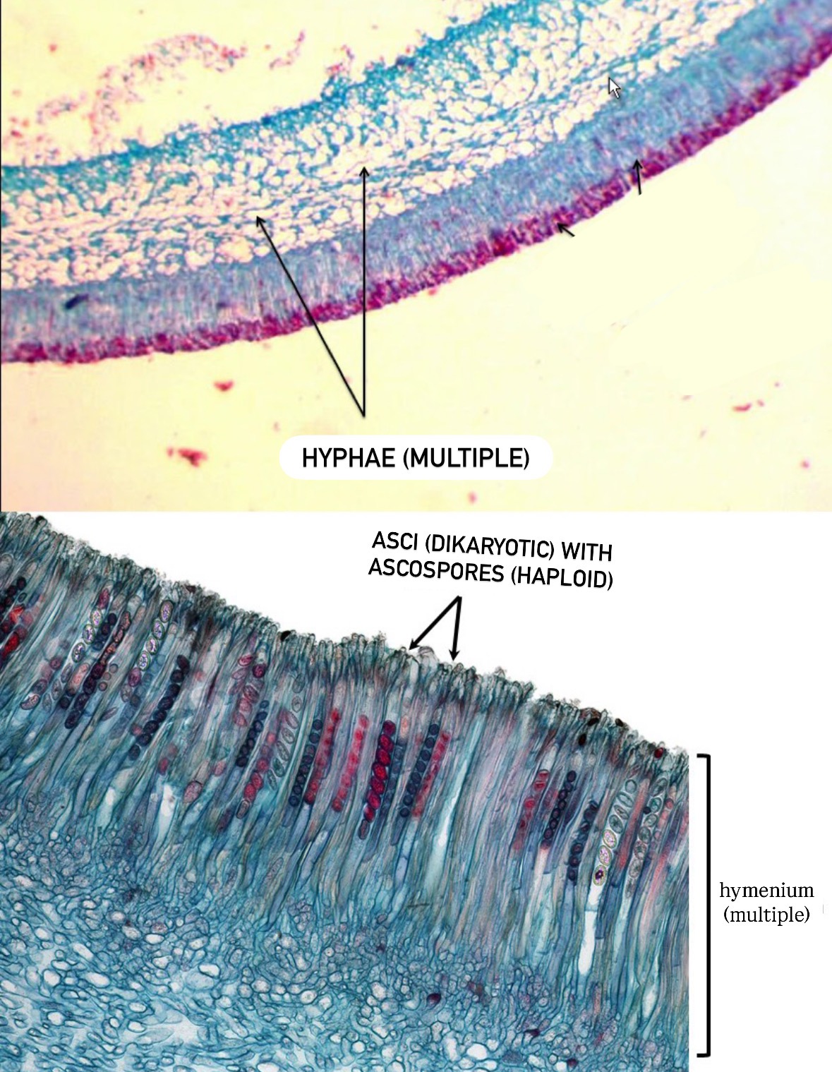 <p>Domain: Eukarya</p><p>Kingdom: Fungi</p><p>Clade: Ascomycota</p>