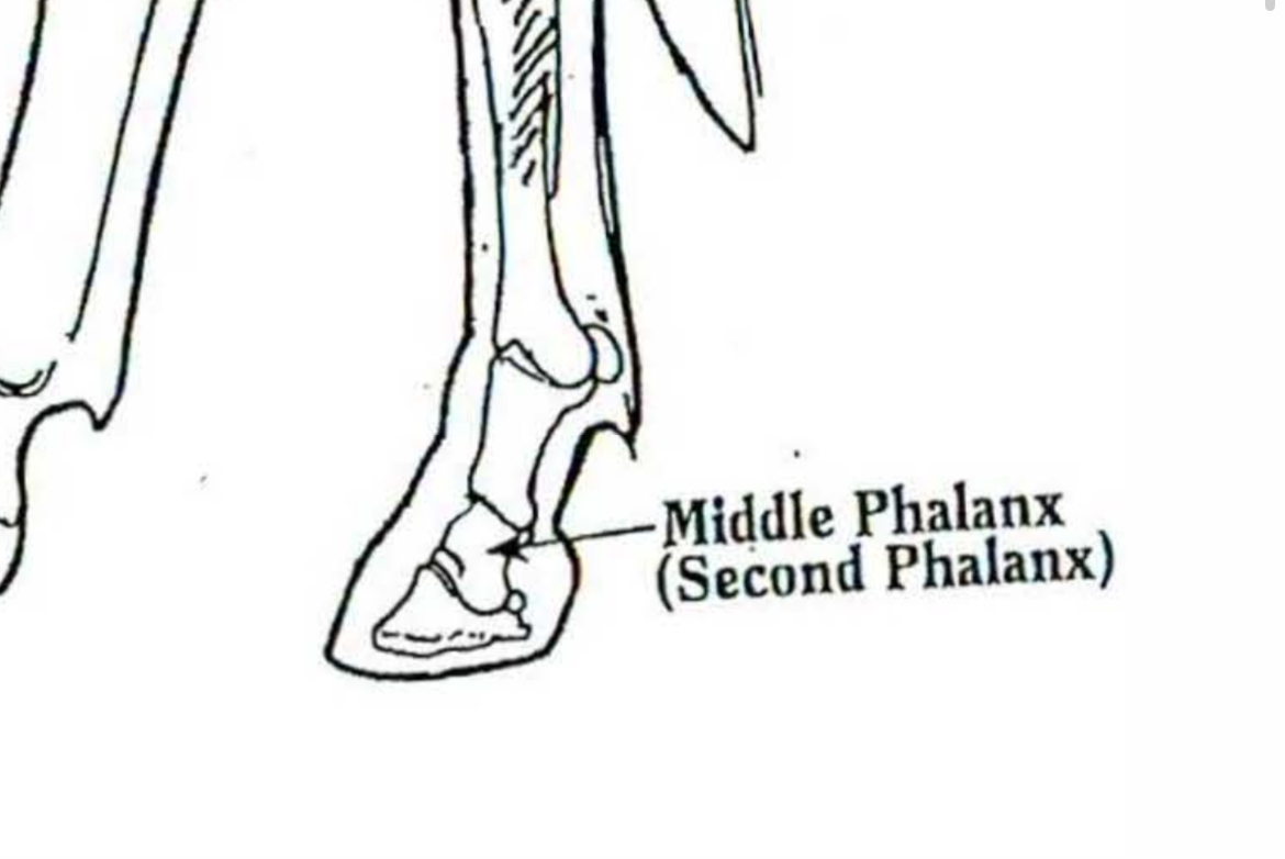<p>Middle phalanx</p>