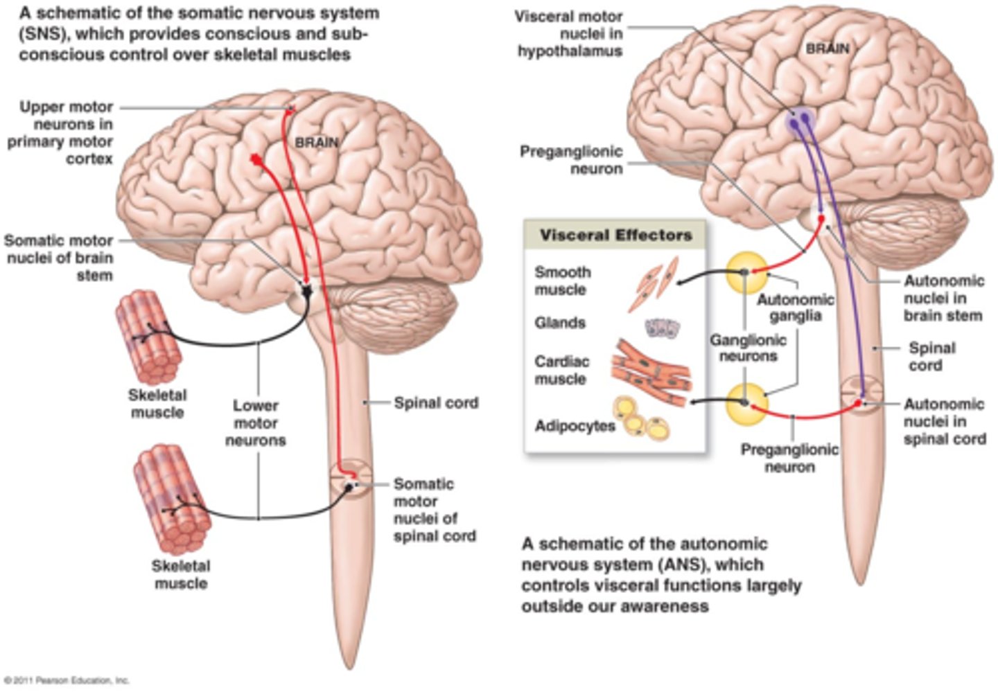<p>Somatic ganglia lie in the CNS. The autonomic nervous system also has peripheral ganglia. The extra ganglia, therefore, require preganglionic and postganglionic neurons.</p>