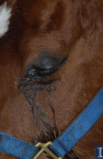 <ul><li><p>Very NSF of ocular pain</p></li><li><p>May result from intraocular disease or ocular surface disease</p></li><li><p>R/out nasolacrimal drainage problems then look for a reason </p></li></ul>