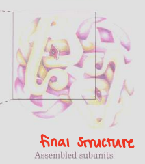 <p>Protein Structures </p>