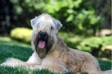 <p>Terrier Group</p>