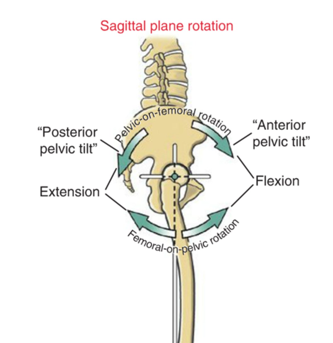 <p>1. In flexion (Femoral-on-pelvic), what is the roll and glide?</p>
