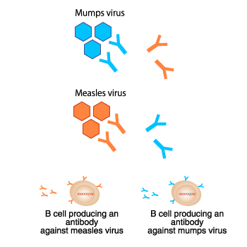 <p>job:</p><ul><li><p>produces <strong>antibodies - antibody production</strong></p><p>→ antibodies: proteins in a shape that is specific (complementary) to the <strong>antigens</strong> on the surface of the pathogen, <strong>they protect you when an unwanted substance enters your body</strong></p></li><li><p>they provide a <strong>specific immune response</strong> as the antibodies produced will only fit <strong>one type of antigen </strong>on a pathogen</p></li></ul><p></p><p>process:</p><ol><li><p>a pathogen enters the body. all pathogens and cells have chemicals called <strong>antigens </strong>on its surface</p></li><li><p>lymphocytes contain <strong>antibodies</strong> that fit the <strong>antigen</strong>; the lymphocytes are <strong>activated and multiply rapidly</strong>, producing <strong>more antibodies</strong></p></li><li><p>the antibodies then <strong>bind</strong> to the pathogen, killing it</p></li></ol><p></p>