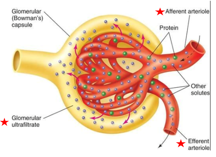 <ul><li><p>Subdivision of renal corpuscle</p></li><li><p>cluster of capillaries</p></li><li><p>Blood enters glomerulus via afferent arteriole, leave via efferent arteriole</p></li><li><p>Capillaries are very porous → some fluid &amp; substances in blood easily filtered out of capillary</p></li><li><p>Fluid is called filtrate </p><p></p></li></ul><p></p>