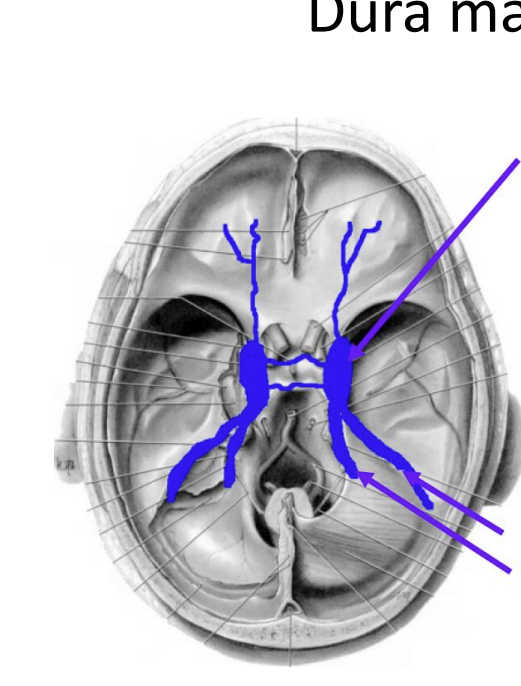 <p>What are these 2 sinuses?</p><p>where are they found?</p>