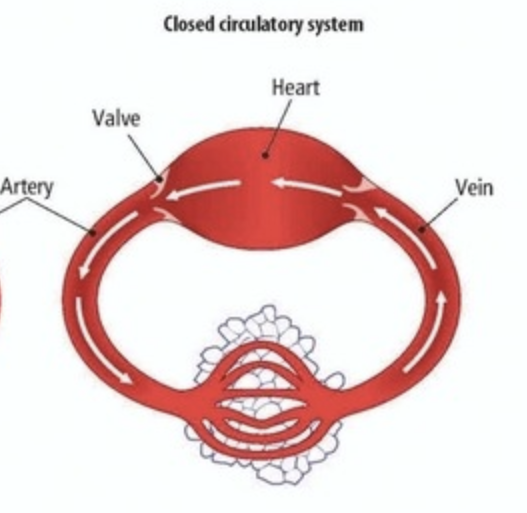 <ul>
<li>Blood vessels run throughout the body</li>
<li>More efficient</li>
<li>Found in Vertebrates</li>
</ul>