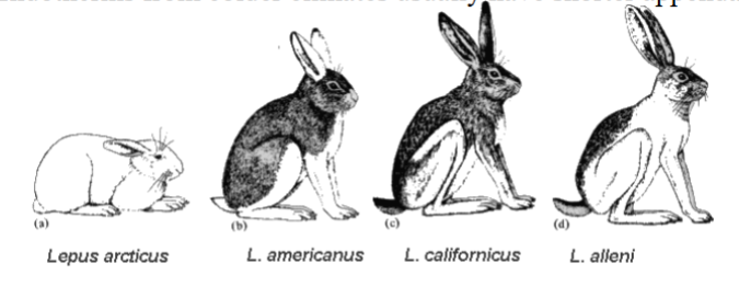 <p>endotherms from colder climates usually have shorter appendages</p><p>e.g. jackrabbits vs arctic hares, see their leg lengths</p>
